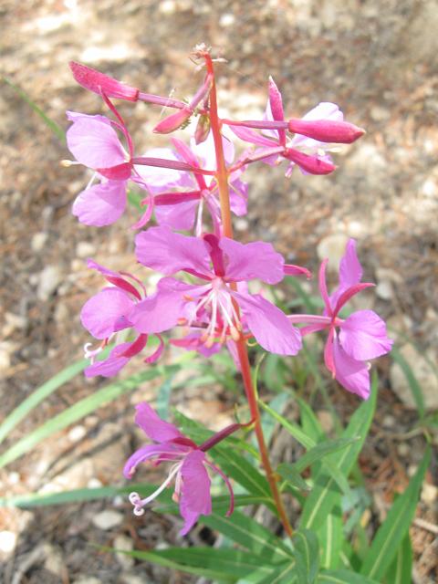 Canadian Rockies-329.JPG - Mt. Edith Cavell Road